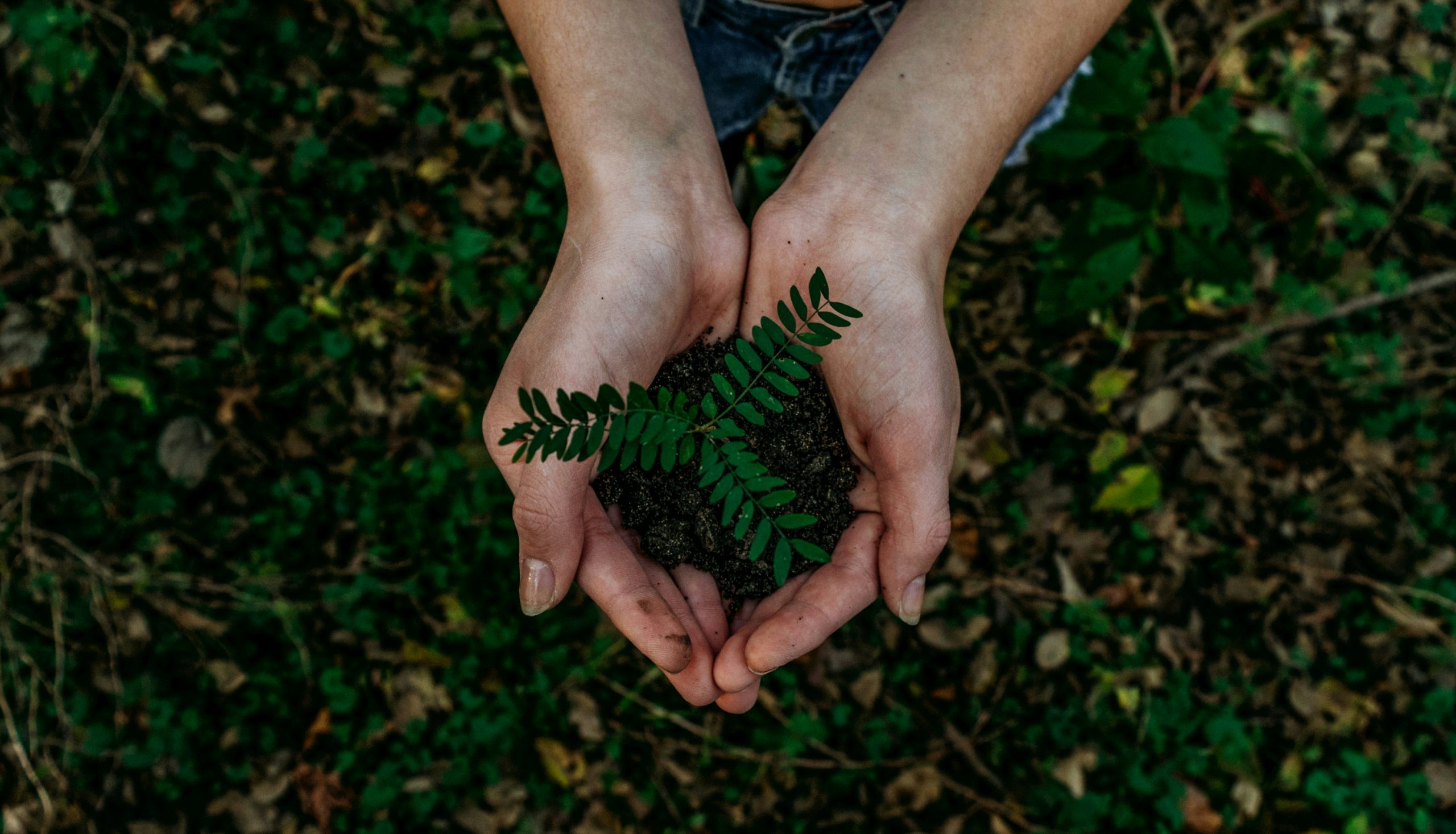 Como Ajudar o Meio Ambiente: Dicas